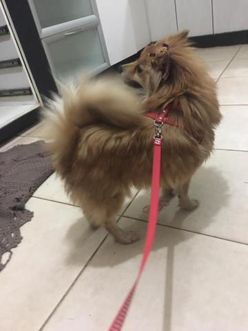 Spitz alemão (lulu da pomerania) - Foto 2