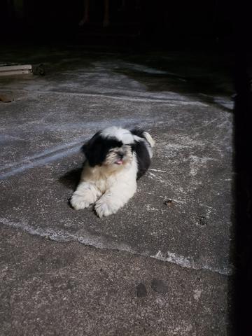 Shih tzu