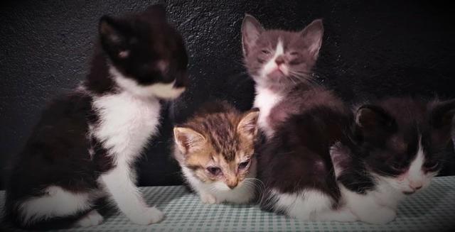 Gatinhos Para Doação - Foto 2