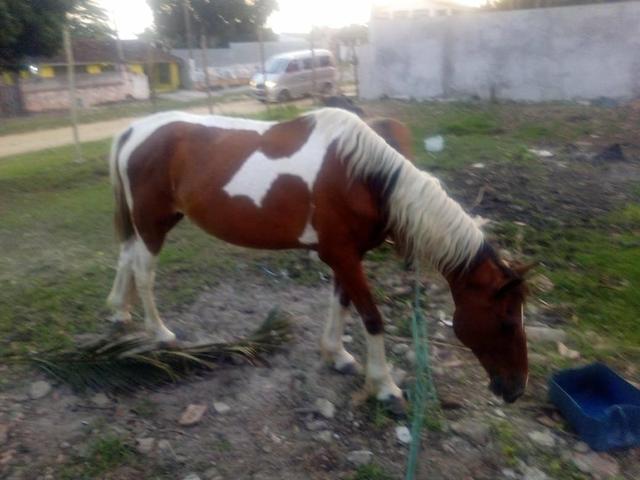 Vendo cavalo pampo e piquira