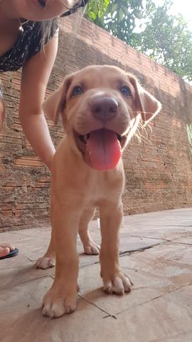 Cachorro Pitbbul com labrador