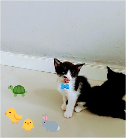 Adocao de gatinho - ler todo o anúncio - Foto 2