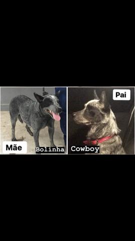 Filhotes de Blue heeler - Foto 2