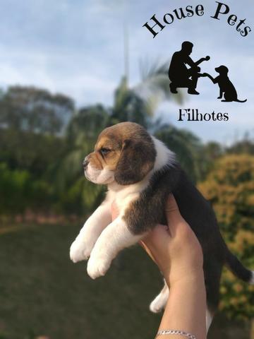 Beagle 13 polegadas, bicolor e tricolor, com suporte veterinário gratuito! - Foto 2