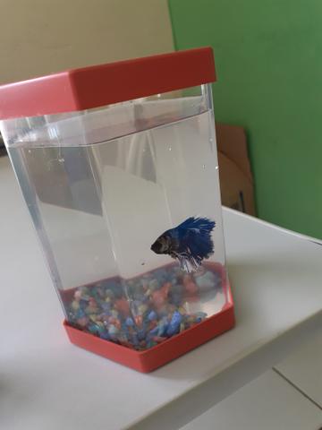 Betta com betteira - Foto 3
