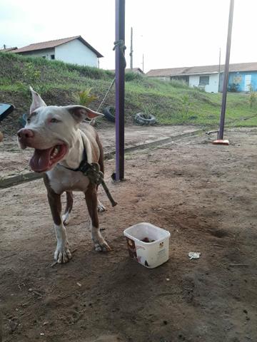 Pit bull