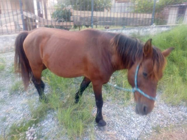 Vendo cavalo pampo e piquira - Foto 4