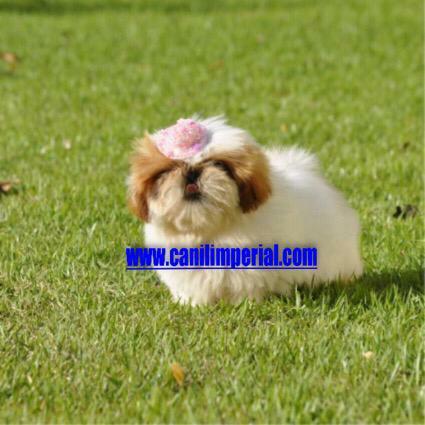 Aqui os melhores Shih Tzu Documentados - Foto 2
