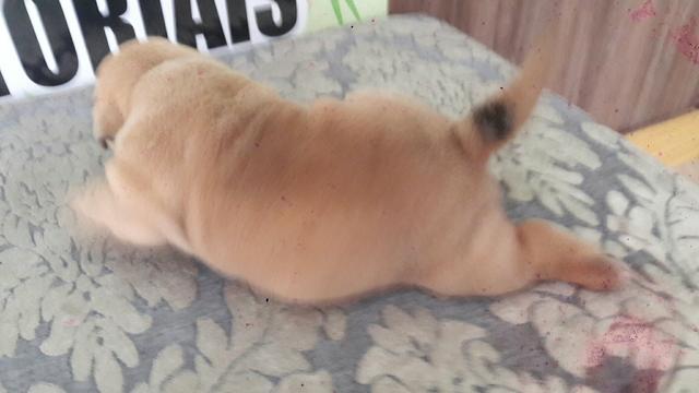 Filhote de cachorro - Foto 5