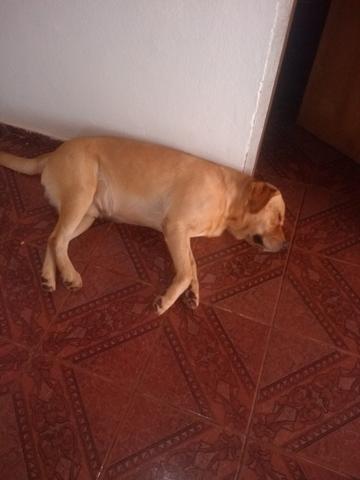 Veio mais eu pra minha casa estou procurando o dono!
