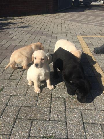 Filhotes de Labrador a pronta entrega. Amarelo/preto/choco. Contato via whats - Foto 3