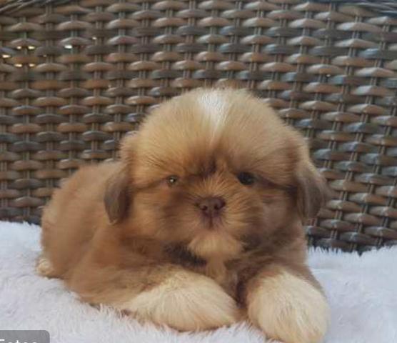 Shih Tzu Mini lindos macho com pedigre e Garantia de Saude - Foto 3