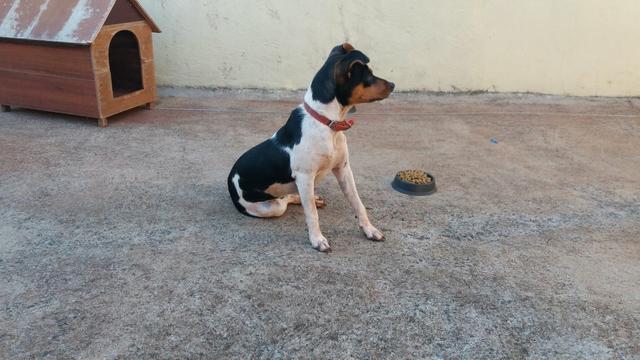 Fox Paulistinha - Foto 2