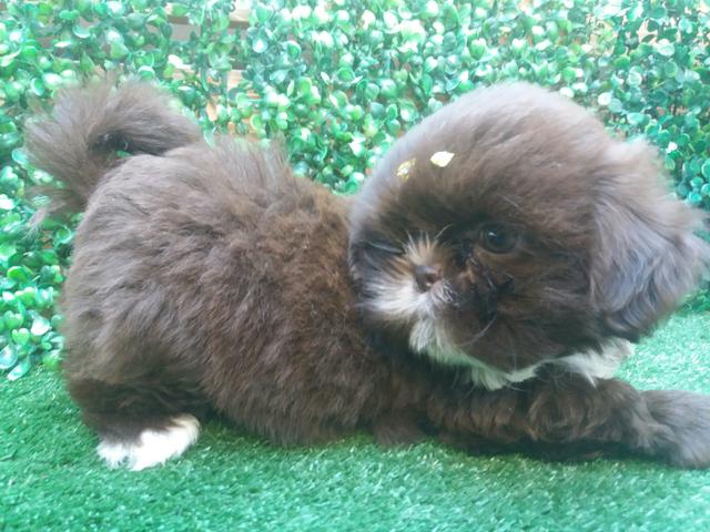 ShihTzu Filhote Femea Pronta Entrega a partir de R$ 500,00 - Foto 2