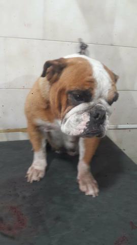 Bulldog Francês - Foto 3