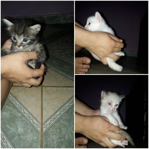 Doação de gatinhos