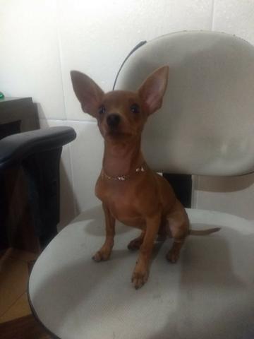 Pinscher fêmea