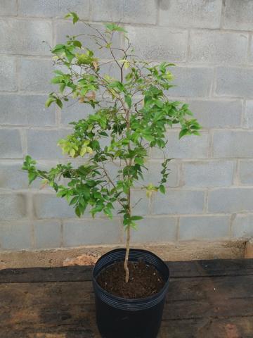 Vendo plantas frutíferas