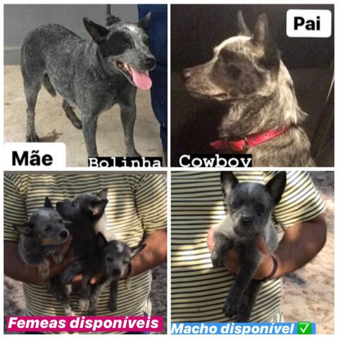 Filhotes de Blue heeler