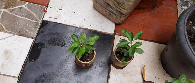 Vendo mudas - Foto 4
