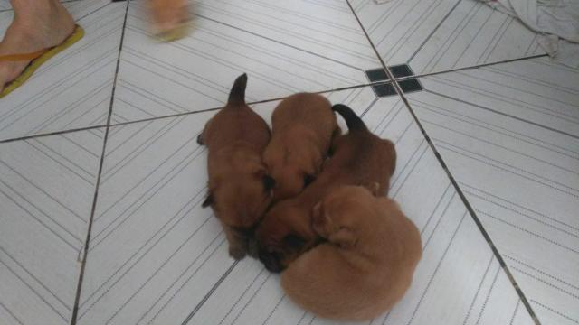 Vendo chow chow raça pura tem apenas 12 dias preço a negociar - Foto 2