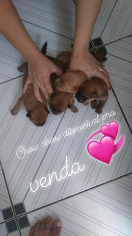 Vendo chow chow raça pura tem apenas 12 dias preço a negociar