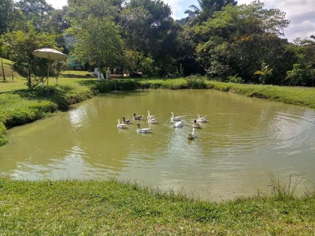 Ganços sinaleiros - Foto 2