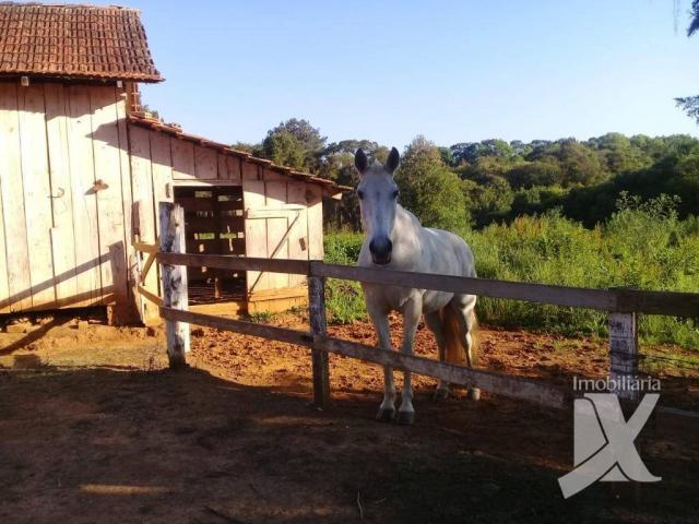 Chácara - venda, 176.055 m² por r$ 1.500.000 - botiatuva - - campo largo - pr - Foto 17