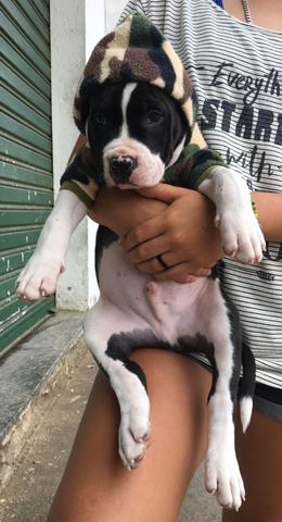 Vendo filhote de pitbull macho - Foto 3