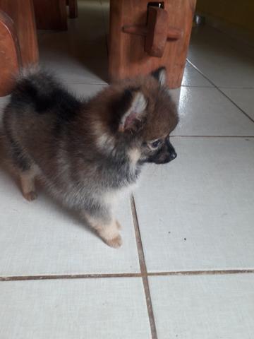 Lulu pomerania - Foto 2
