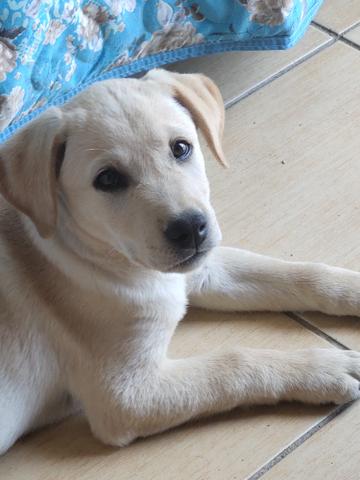 Labrador - Foto 3