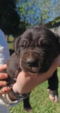 Dogue Alemão Linhagem Importada - Foto 4