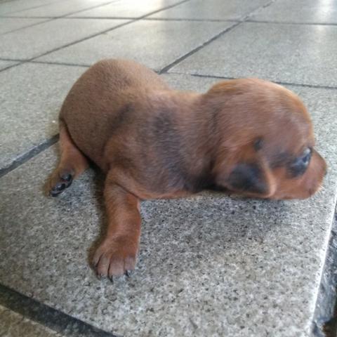 Filhote miniatura pinscher