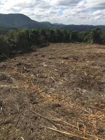Terreno de planta, e reflorestamento - Foto 3