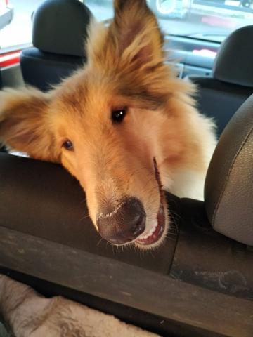 Vende-se Rough Collie fêmea R$ 1500,00 - Foto 3