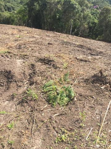 Terreno de planta, e reflorestamento - Foto 2
