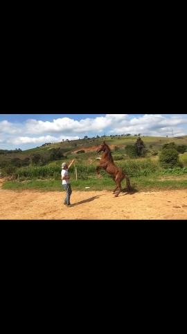 Cavalo lusitano Adestrado - Foto 5