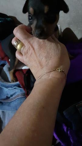 Tenho essa pinscher fêmea n 1 350 - Foto 3
