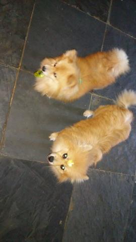 Spitz alemão (lulu da pomerania) - Foto 5