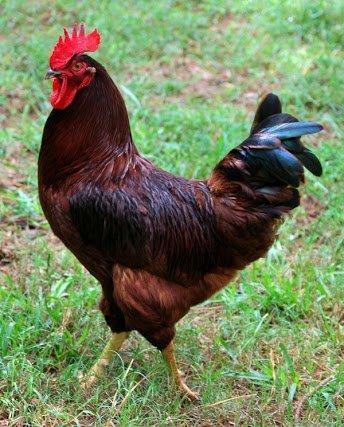 Procurando galo Rhode Island Red e poedeira Embrapa 051