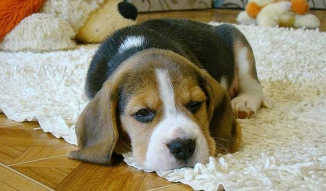 Beagle Filhote Minni com Pedigre e Garantia de Saúde - Foto 2