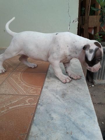 Filhotes de pitbul, pit bull com pedigree - Foto 6