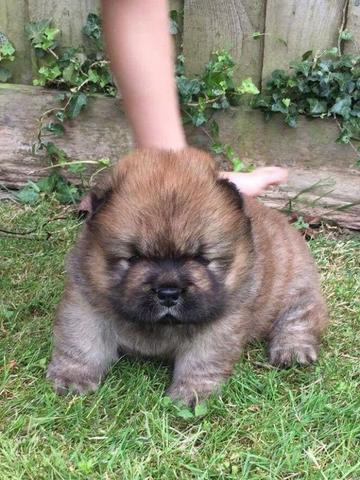 Chow Chow, filhotes vacinados e vermifugados. Macho e fêmea entregamos hoje - Foto 3