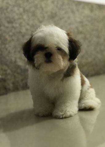 Fêmeas de Shihtzu para clientes exigentes - Alto Padrão e visitas - Foto 3