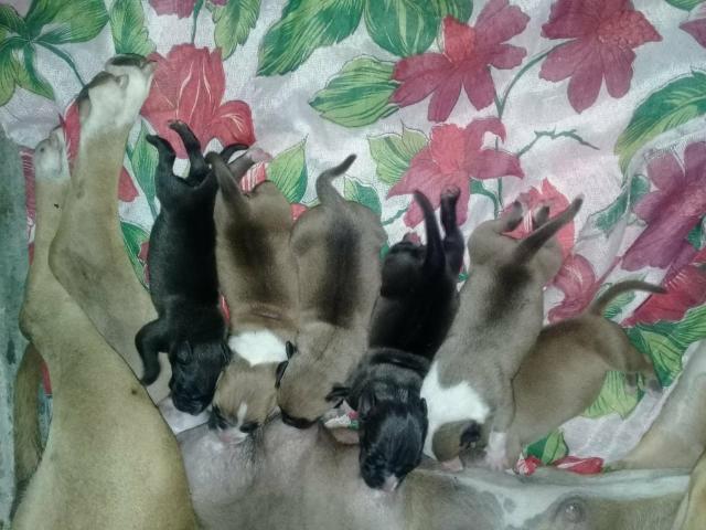 Piit Buull American Staffordshire!!!