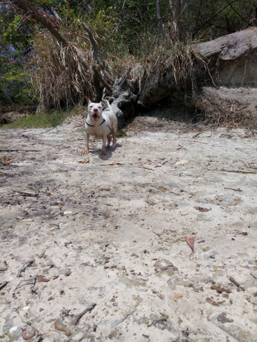 Pitbull - Foto 2