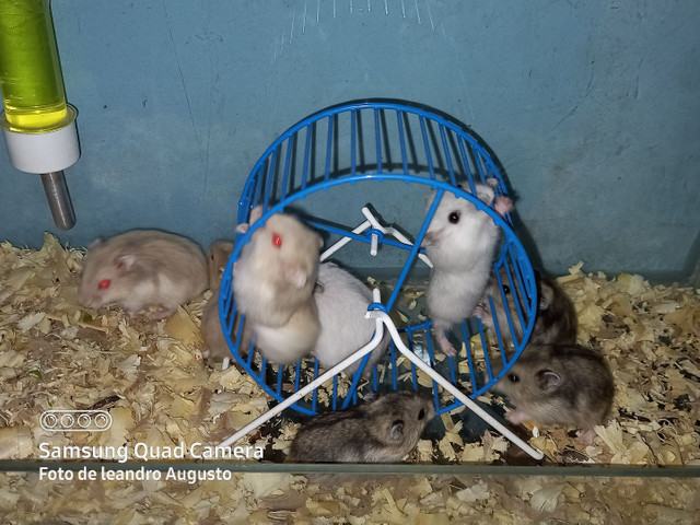 Hamster anão russo filhotes saudáveis - Foto 5