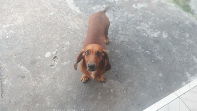Procuro namorada - Foto 4