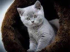 british shorthair