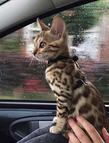 bengal